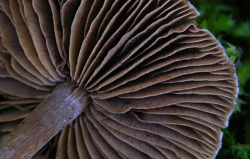 Telamonia da determinare. (cfr. Cortinarius flos-paludis)